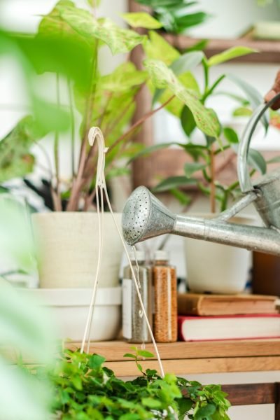 Small business worker watering plants